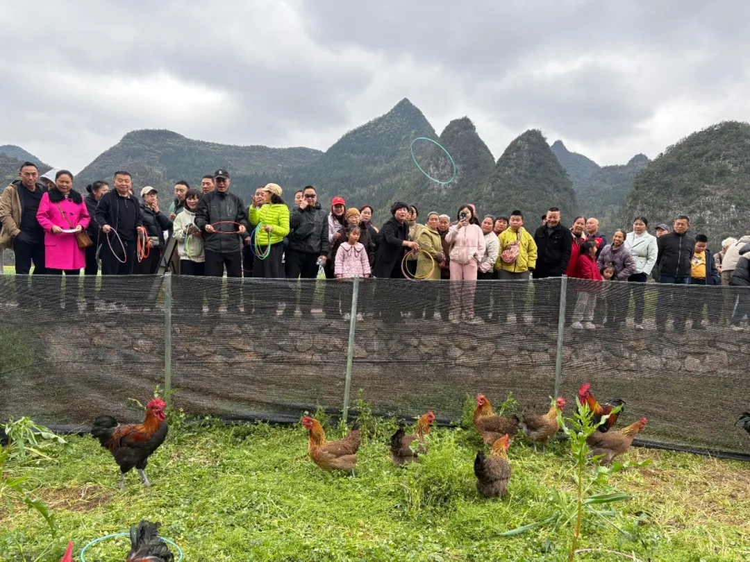 万峰林早春欢乐游：油菜花海漫峰林 千人蛋炒饭徒步迎新春(图4)