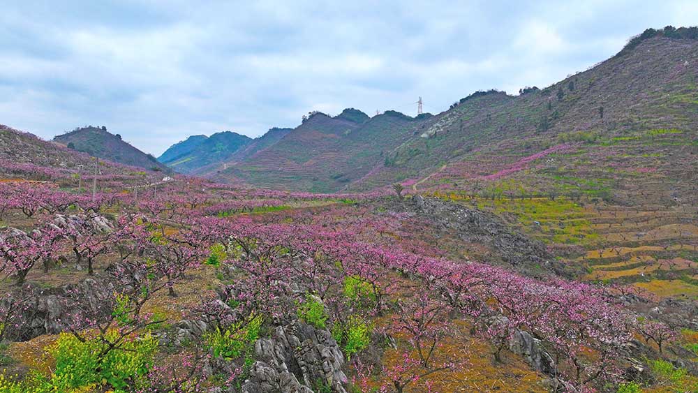 兴义市绿化村：万亩桃花竞相绽放 春日“花海”引客来(图1)