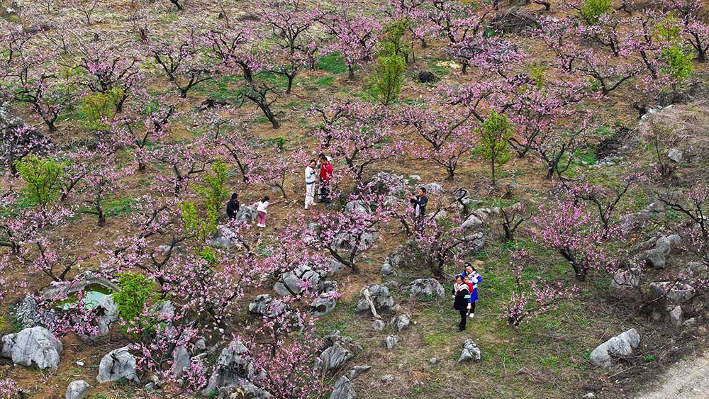 兴义市绿化村：万亩桃花竞相绽放 春日“花海”引客来(图5)