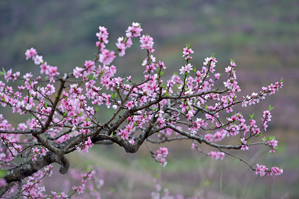 兴义市绿化村：万亩桃花竞相绽放 春日“花海”引客来(图2)