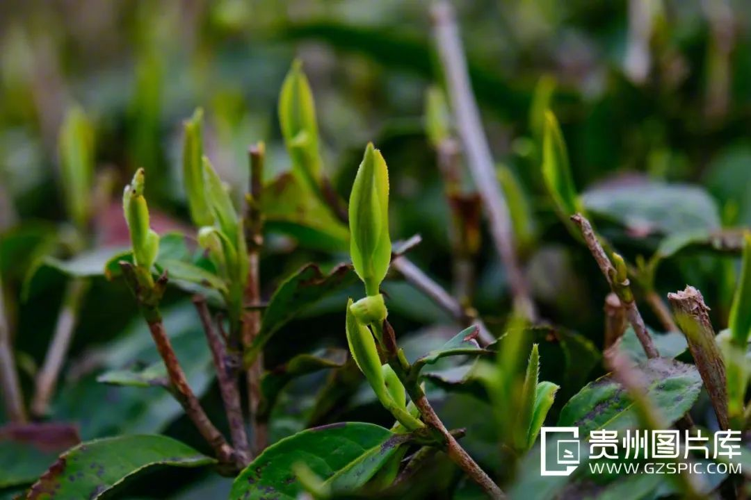 100天的春季，贵州茶带来100分的美丽！(图1)