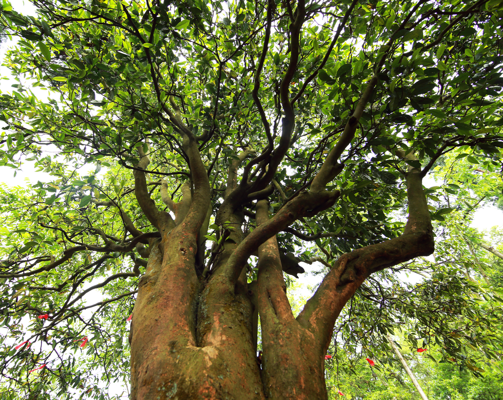 100天的春季，贵州茶带来100分的美丽！(图4)