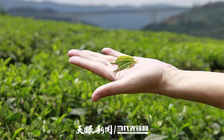 100天的春季，贵州茶带来100分的美丽！(图2)