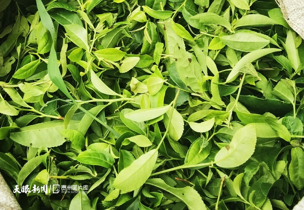 100天的春季，贵州茶带来100分的美丽！(图16)