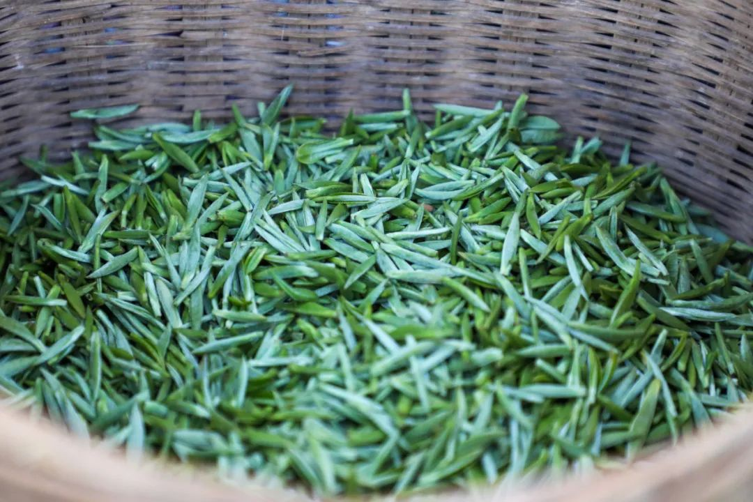 100天的春季，贵州茶带来100分的美丽！(图21)