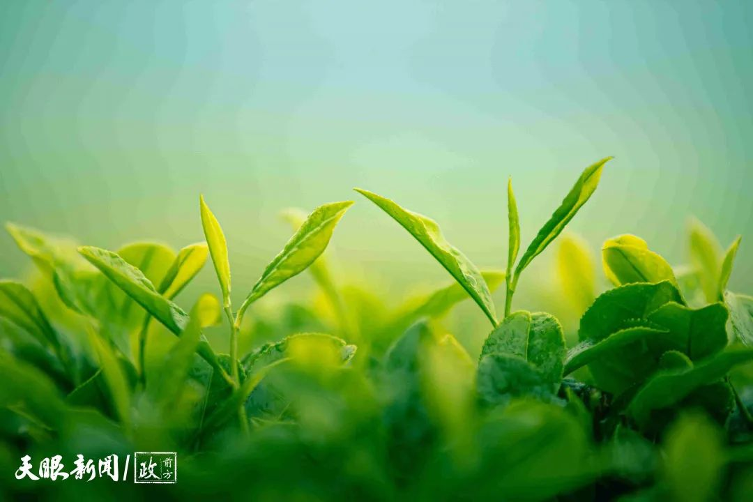 100天的春季，贵州茶带来100分的美丽！(图15)