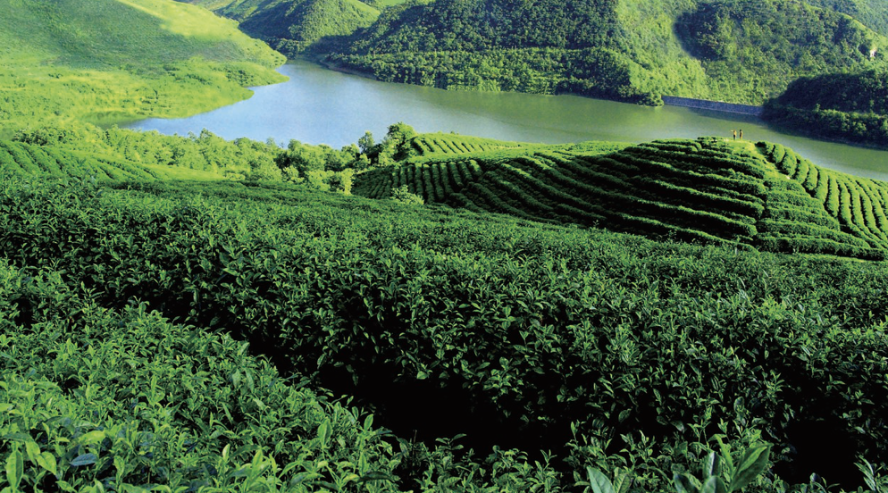 100天的春季，贵州茶带来100分的美丽！(图19)