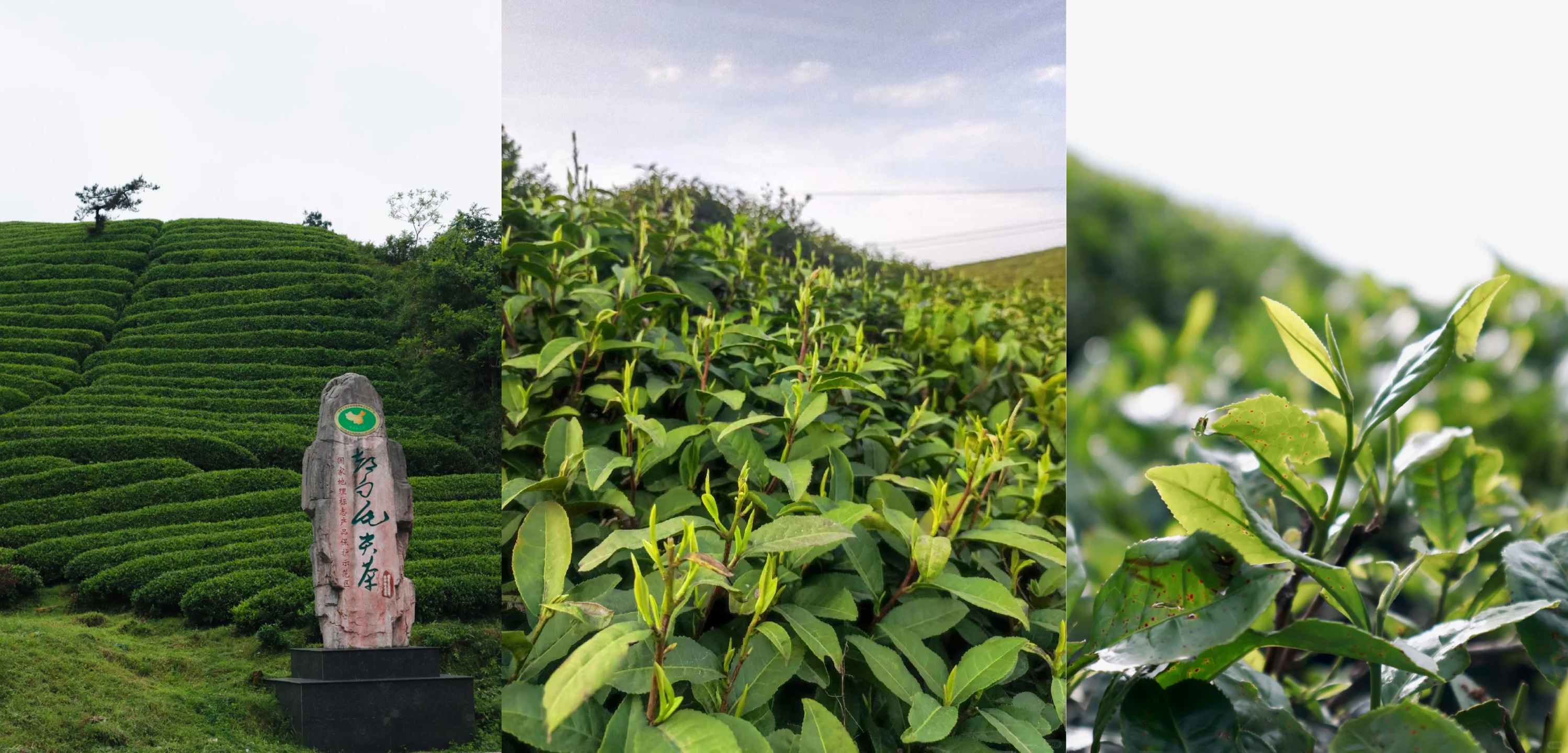 100天的春季，贵州茶带来100分的美丽！(图20)