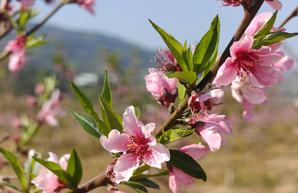 乌沙镇大兴寨村：黄桃花开绘春景 农旅融合促振兴(图2)