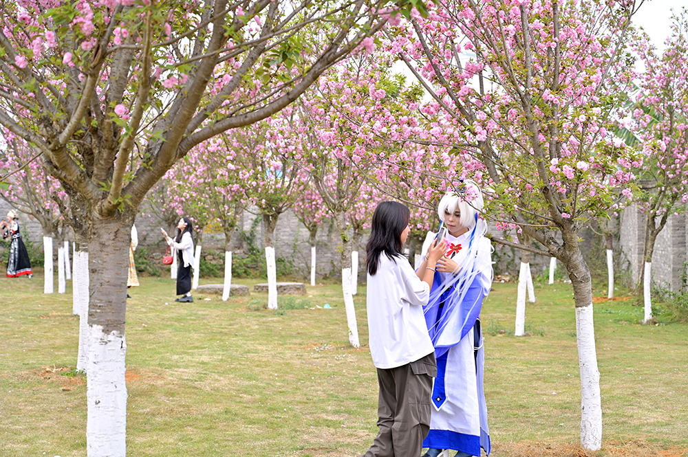 黔西南民族职业技术学院举办“樱香墨韵·加油绽放”2025年樱花游园会暨艺术展演周活动(图4)