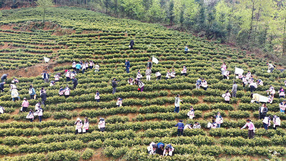 兴义近100名小记者上“春山”体验采茶乐趣(图1)