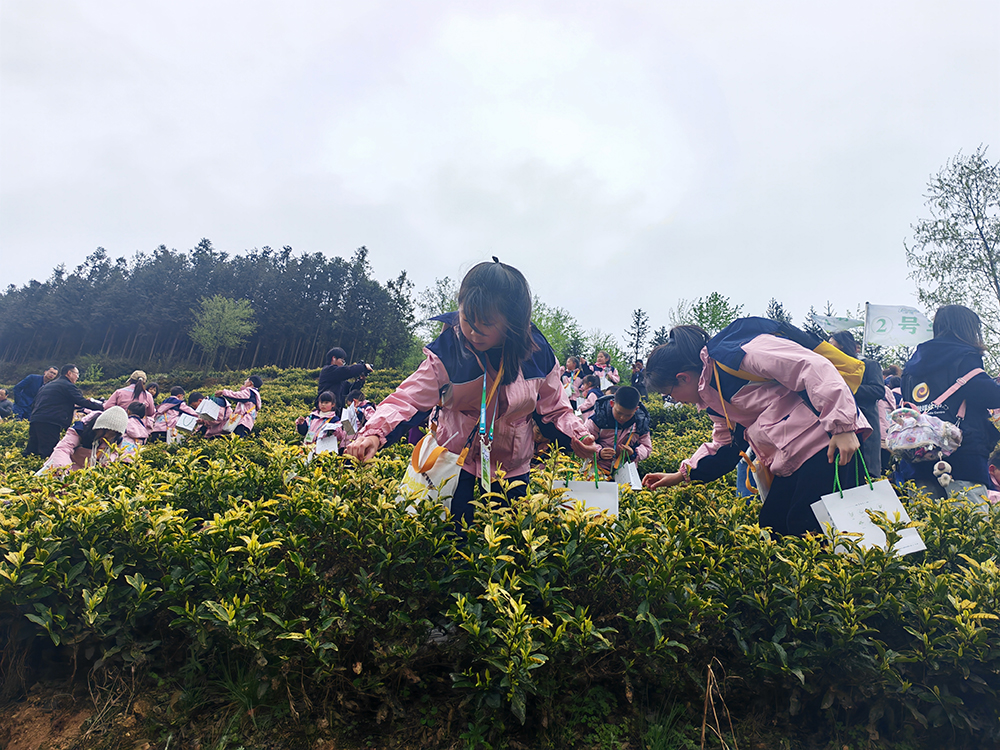 兴义近100名小记者上“春山”体验采茶乐趣(图2)