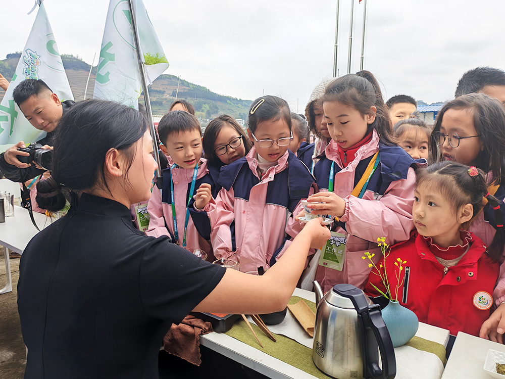 兴义近100名小记者上“春山”体验采茶乐趣(图3)