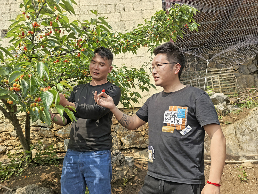 绿化村：300亩樱桃抢“鲜”上市 “采摘游”受青睐(图4)