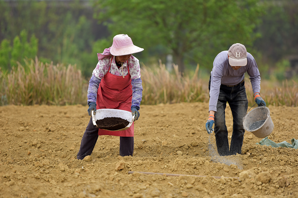 兴义：智慧农机助力6万亩生姜种植提质增效(图2)
