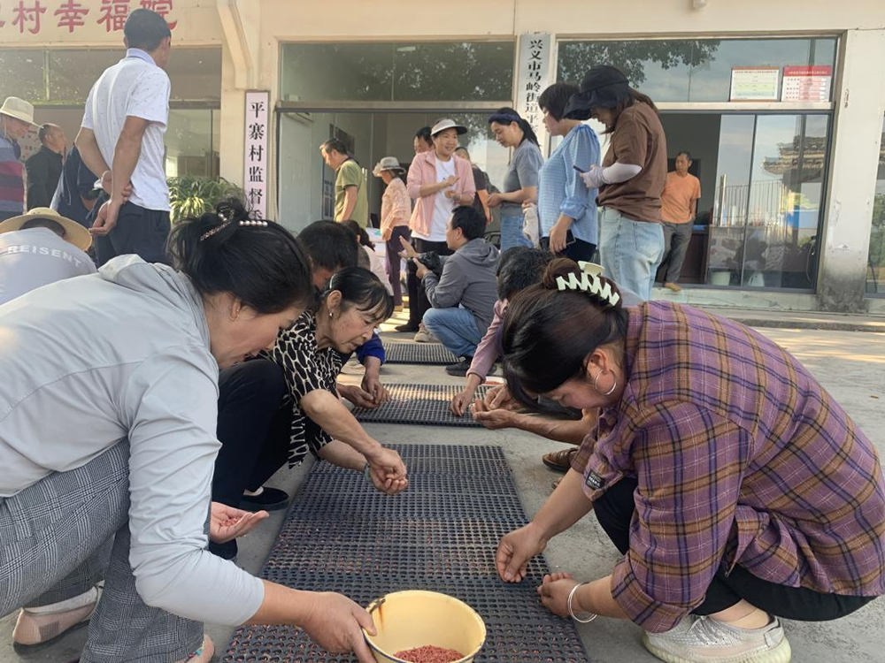 兴义市水稻无纺布钵苗育秧技术培训在马岭街道举行(图2)
