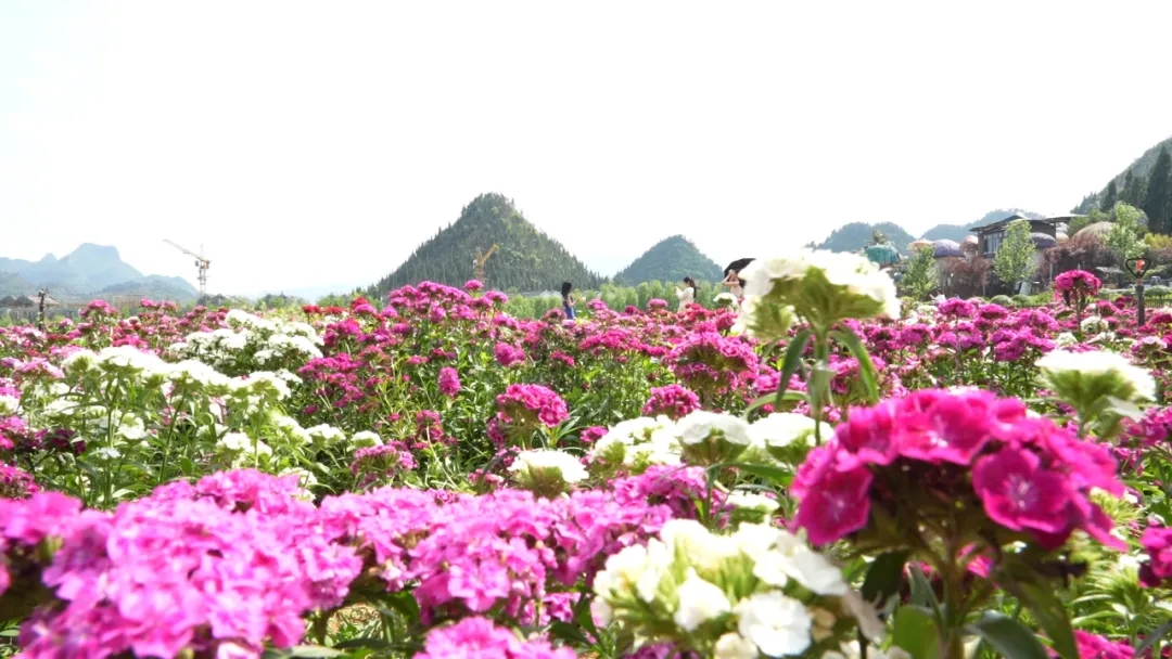 阳光谷旅游度假区：多彩花海引客来 春日美景醉游人(图2)