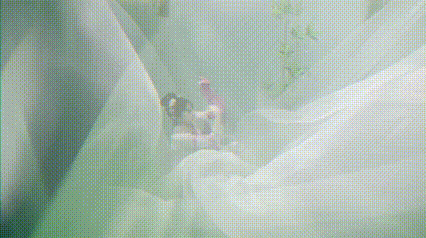 “诗”与“远方”相遇,解码我省首支水下舞蹈作品《梦里春山》(图5) “诗”与“远方”相遇,解码我省首支水下舞蹈作品《梦里春山》(图5)