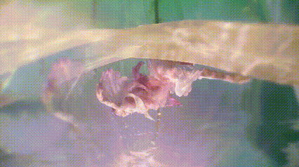 “诗”与“远方”相遇,解码我省首支水下舞蹈作品《梦里春山》(图7) “诗”与“远方”相遇,解码我省首支水下舞蹈作品《梦里春山》(图7)