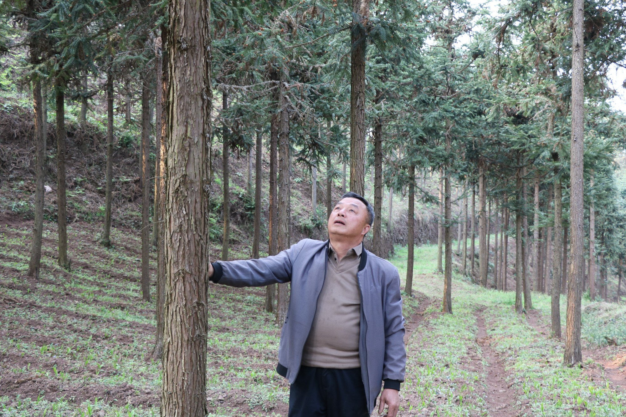 杨正林在查看树木长势 (5)~1.jpg