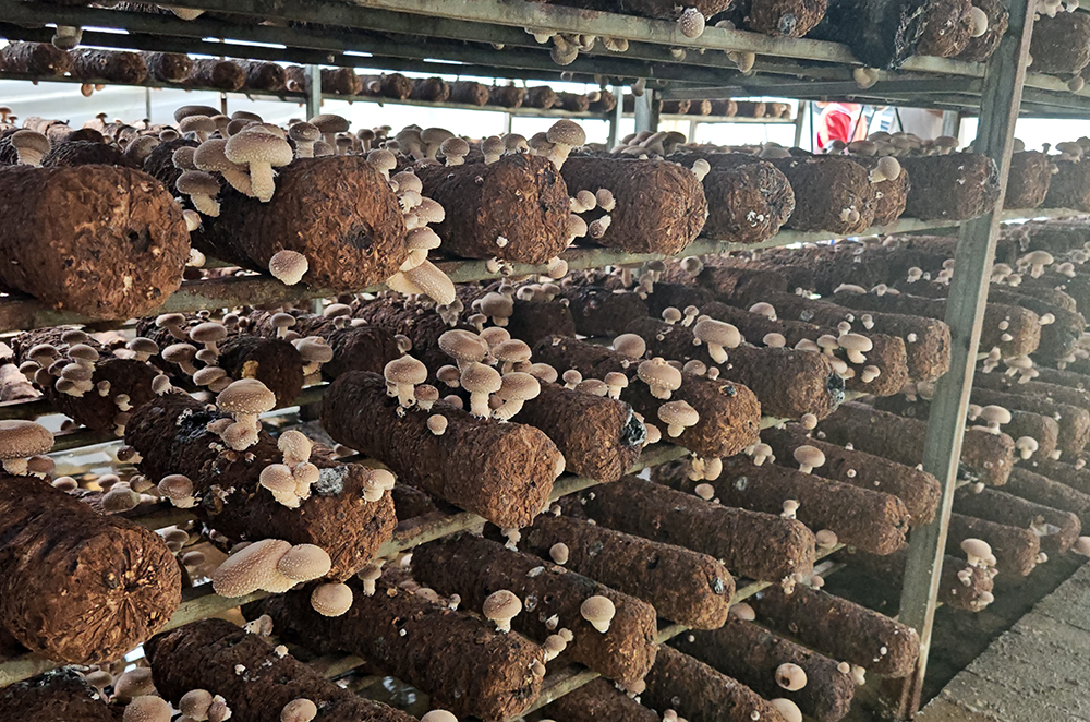 万屯镇：夏菇产销两旺势头足 科技赋能激活食用菌产业新动能(图2)