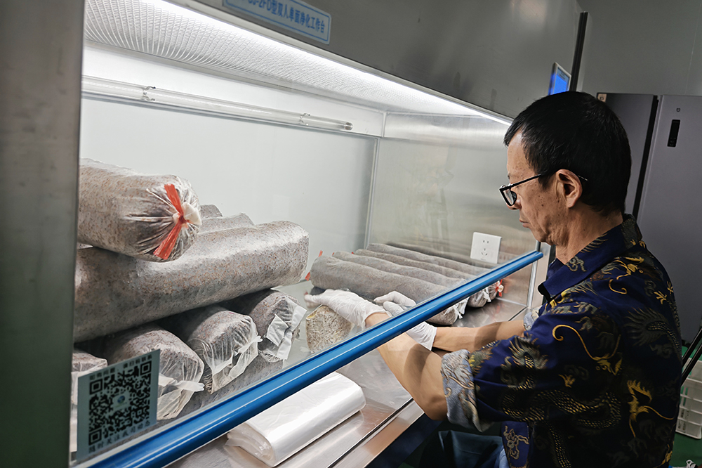 万屯镇：夏菇产销两旺势头足 科技赋能激活食用菌产业新动能(图4)