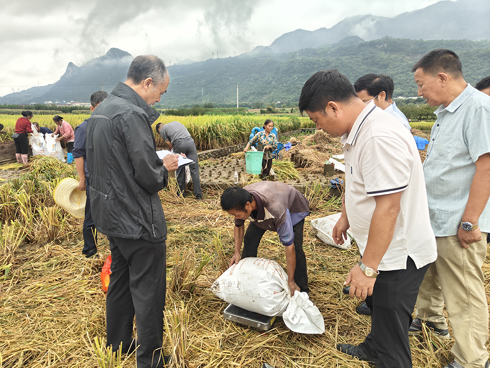 兴义:“露优330”百亩示范片测产丰收 亩产854公斤(图1) 兴义:“露优330”百亩示范片测产丰收 亩产854公斤(图1)