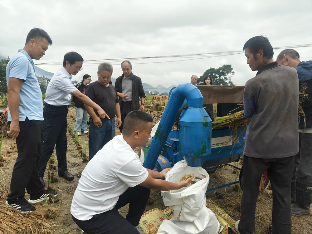 兴义:“露优330”百亩示范片测产丰收 亩产854公斤(图2) 兴义:“露优330”百亩示范片测产丰收 亩产854公斤(图2)