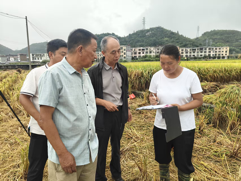 兴义:“露优330”百亩示范片测产丰收 亩产854公斤(图3) 兴义:“露优330”百亩示范片测产丰收 亩产854公斤(图3)