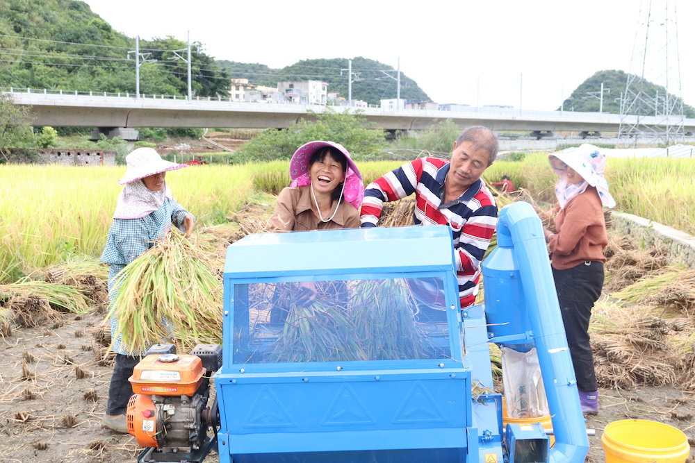 马岭街道：3000亩水稻开镰收割 (图2)