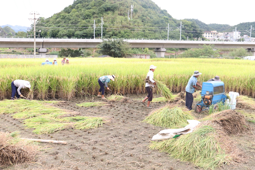 马岭街道：3000亩水稻开镰收割 (图1)