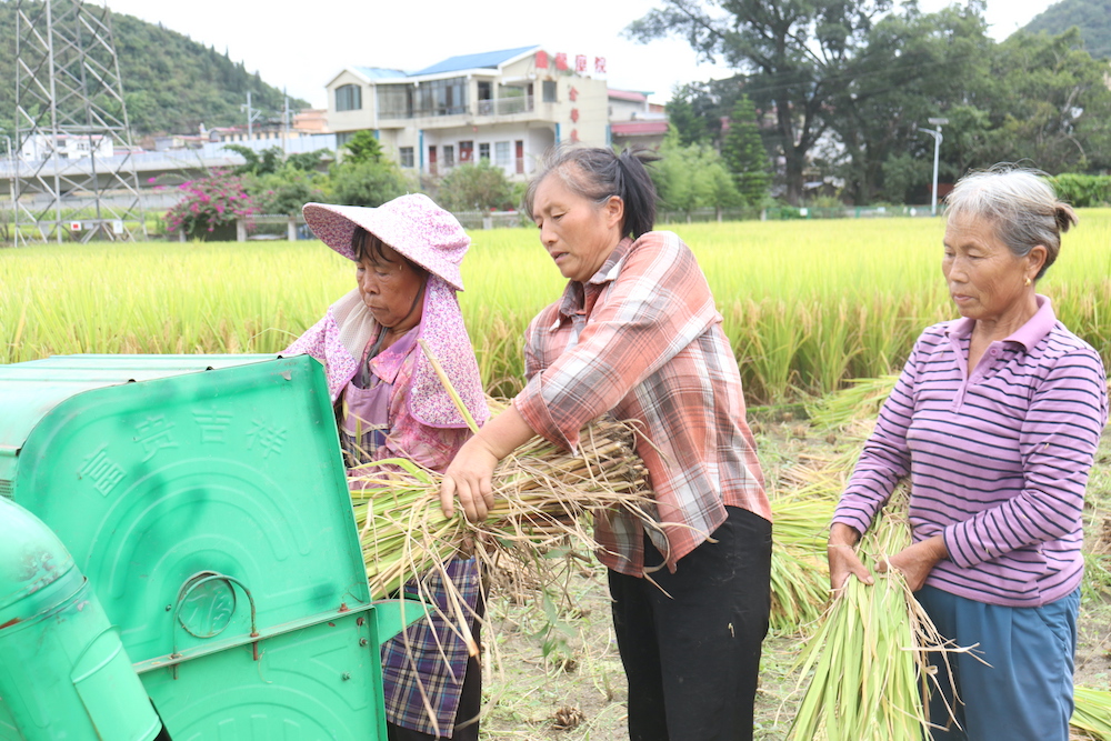 马岭街道：3000亩水稻开镰收割 (图3)
