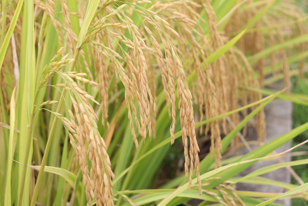 马岭街道：3000亩水稻开镰收割 (图4)