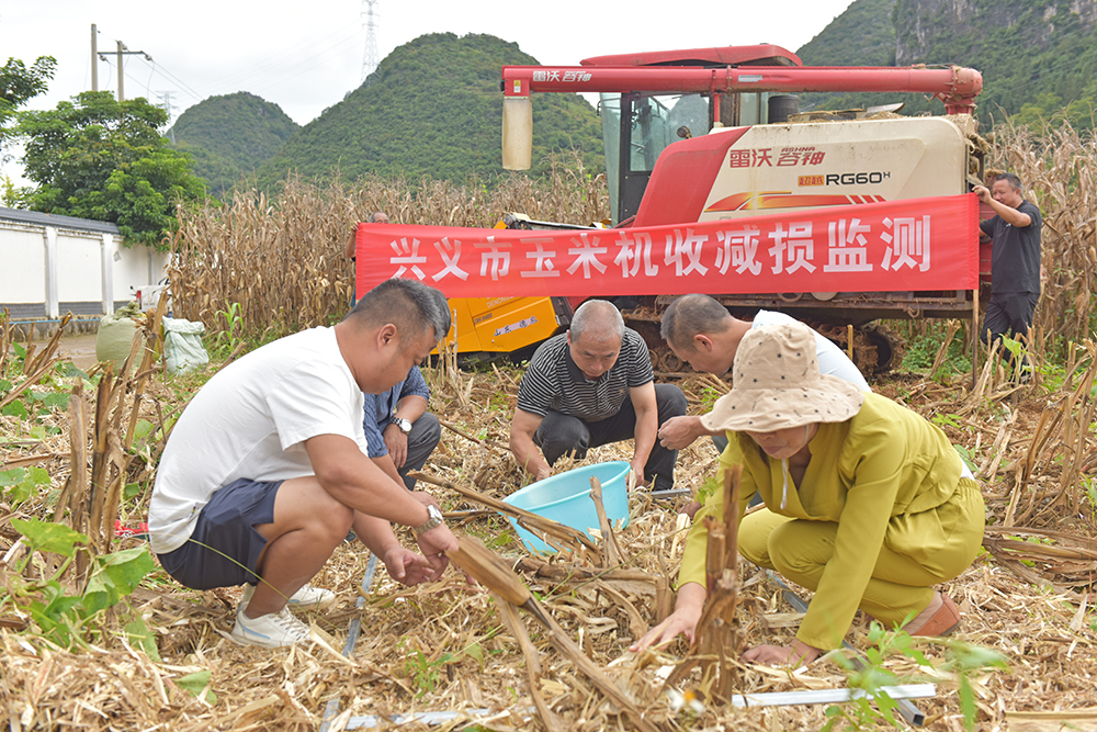 兴义：32万亩玉米迎丰收 首次全程机械化种植示范基地亩产达546.61公斤(图1)