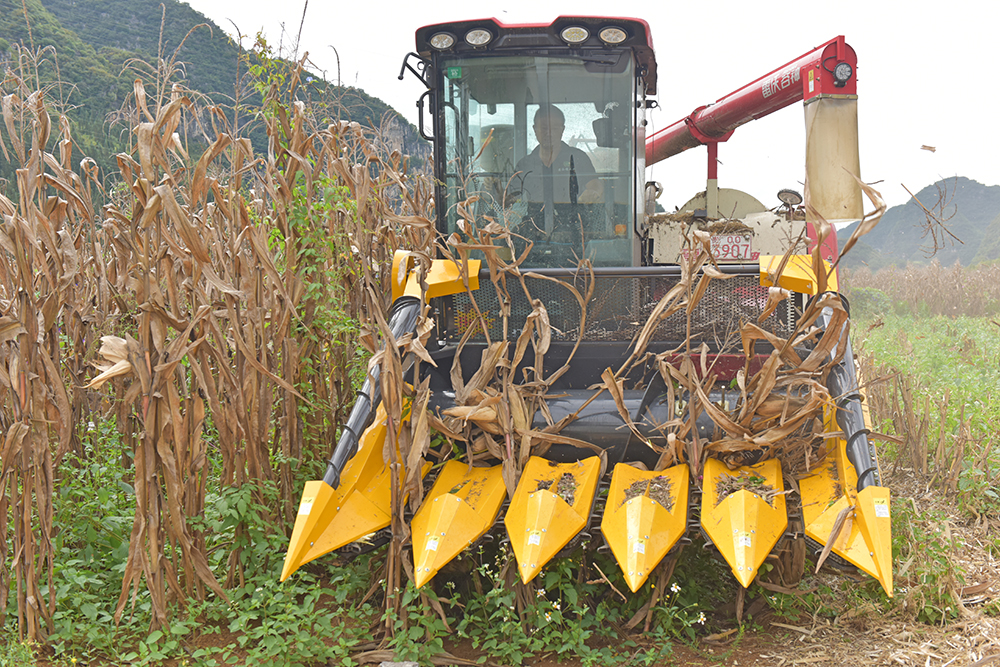 兴义：32万亩玉米迎丰收 首次全程机械化种植示范基地亩产达546.61公斤(图3)