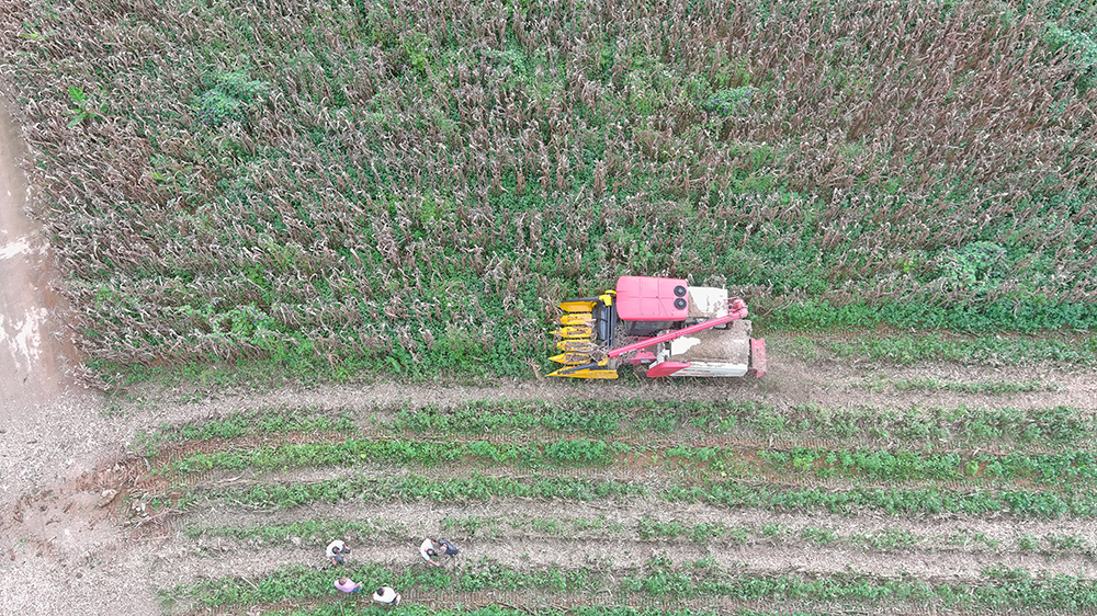 兴义：32万亩玉米迎丰收 首次全程机械化种植示范基地亩产达546.61公斤(图4)