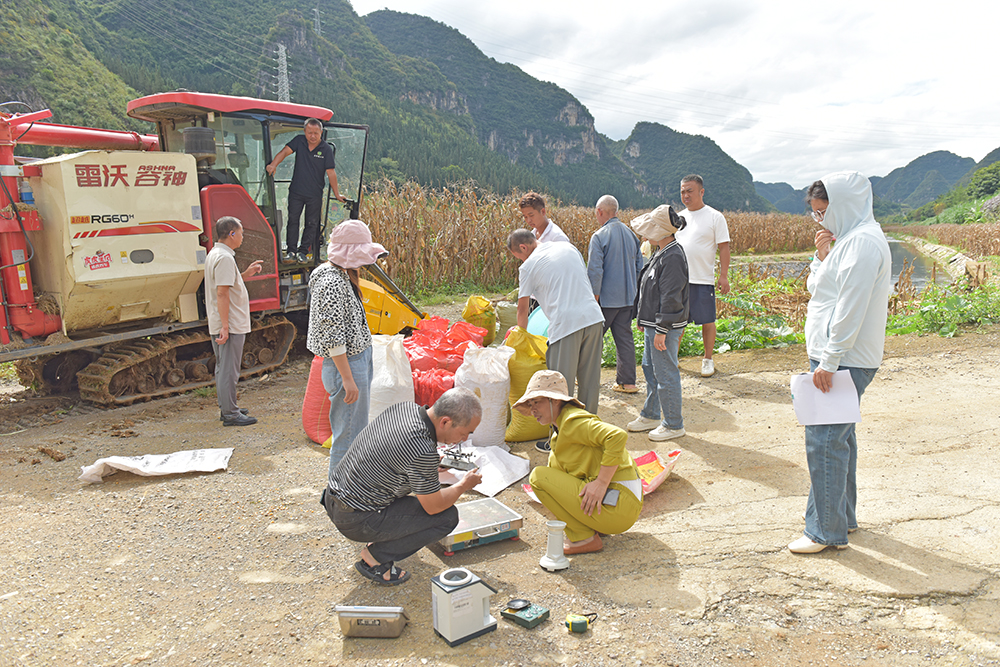 兴义：32万亩玉米迎丰收 首次全程机械化种植示范基地亩产达546.61公斤(图2)