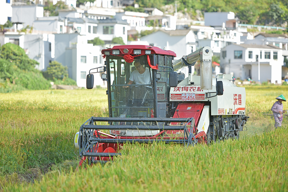 兴义：60万亩秋粮喜获丰收 农业机械化助力秋收高效推进(图1)
