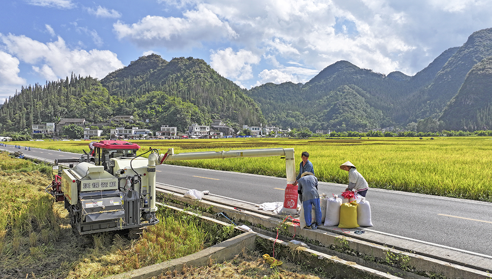 兴义：60万亩秋粮喜获丰收 农业机械化助力秋收高效推进(图2)