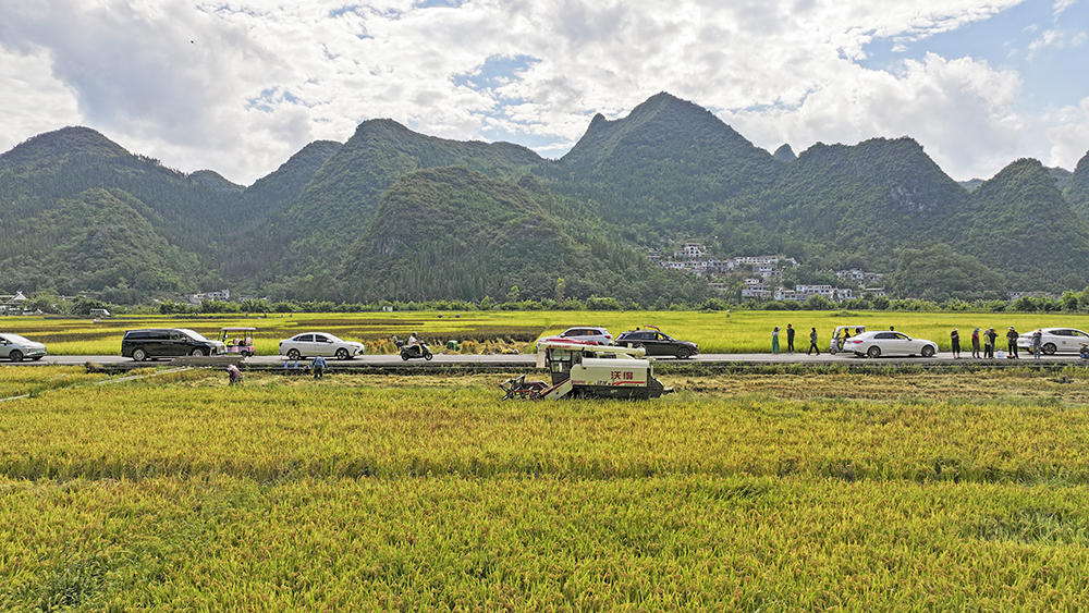 兴义：60万亩秋粮喜获丰收 农业机械化助力秋收高效推进(图4)