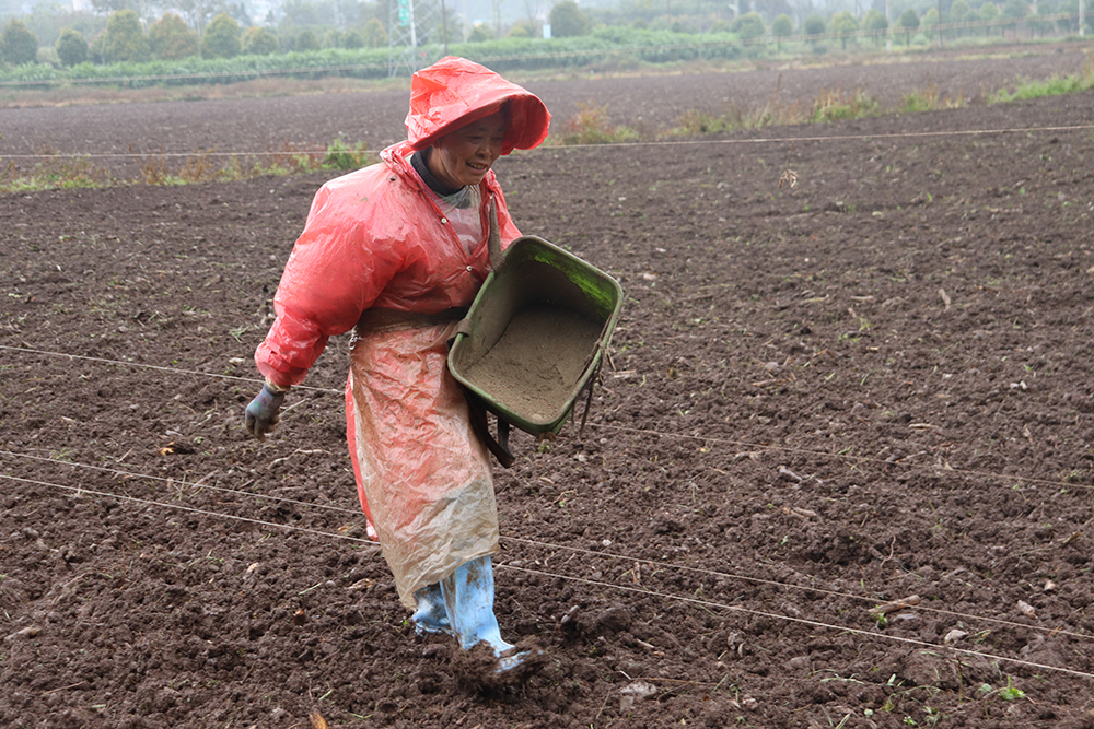 敬南镇：500亩坝区播种忙 绿色产业铺就乡村振兴路(图2)