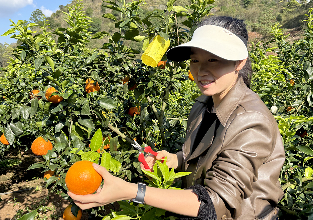 三和社区:爱媛果冻橙甜蜜上市 采摘尝鲜正当时(图3) 三和社区:爱媛果冻橙甜蜜上市 采摘尝鲜正当时(图3)