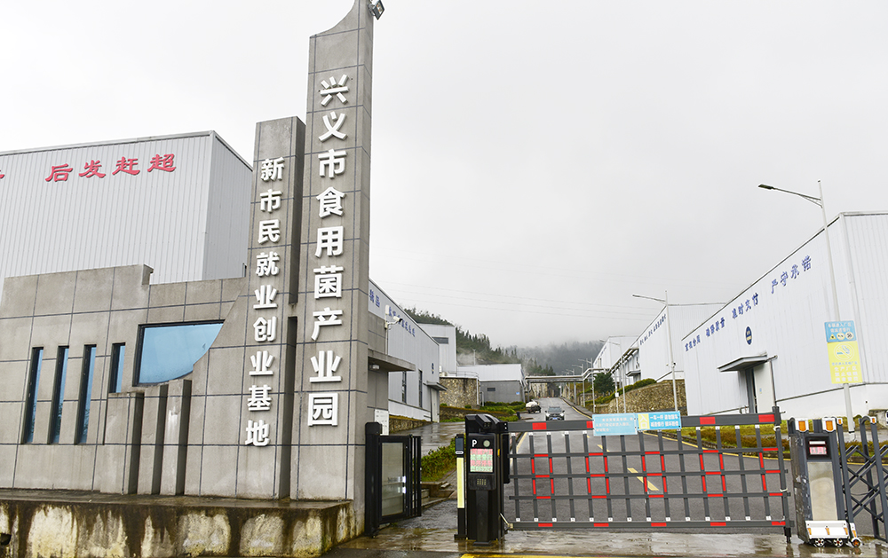 兴义市食用菌产业园：“小”菌菇“大”产业  联农增收促就业(图4)