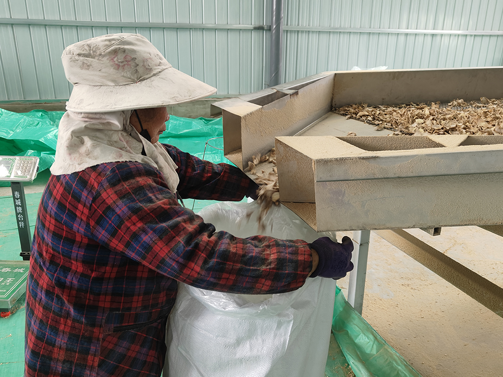 兴义发哈村：日加工鲜姜120吨 远销海外(图4)