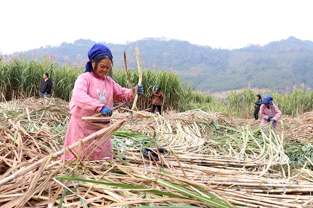 南盘江镇：万亩甘蔗丰收上市 “甜蜜产业”绘就乡村振兴新画卷(图2)
