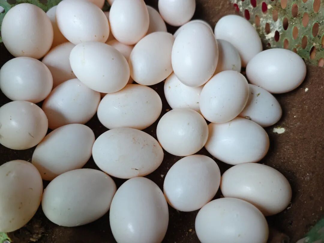 从远行到深耕，在家门口就能把日子过旺丨幸福的刻度(图3)