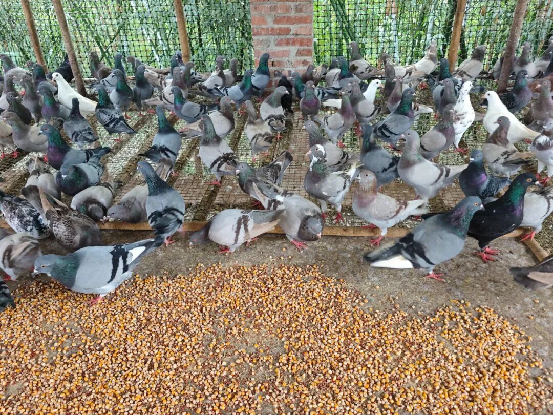 从远行到深耕，在家门口就能把日子过旺丨幸福的刻度(图2)