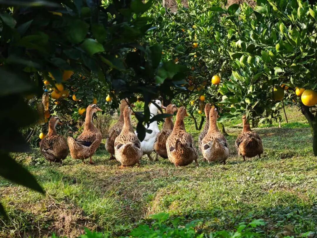 从远行到深耕，在家门口就能把日子过旺丨幸福的刻度(图5)