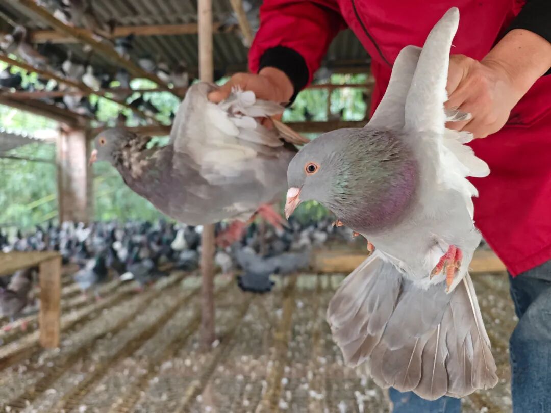 从远行到深耕，在家门口就能把日子过旺丨幸福的刻度(图8)