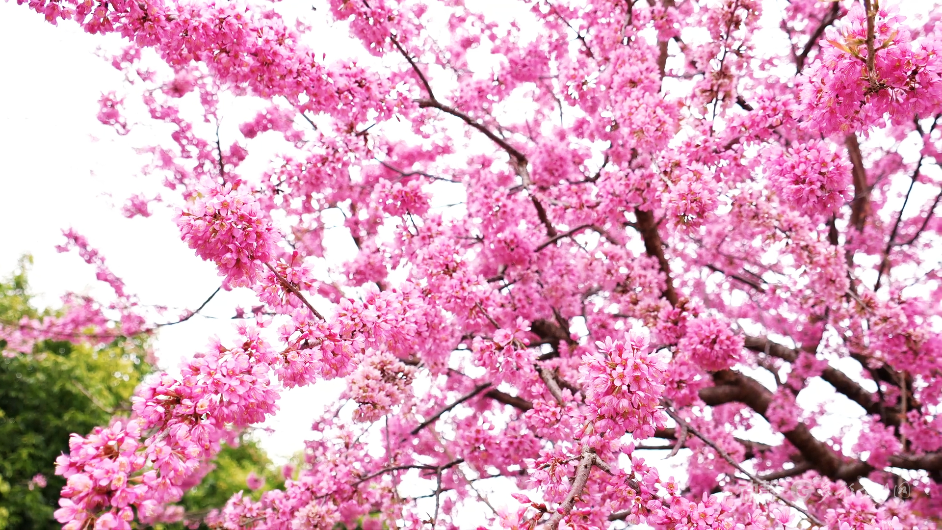 现在出发！邂逅冬日贵州丨安龙冬樱花开成海，值得即刻奔赴(图2)